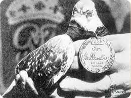 Шер-Ами: героический голубь, который получил высшую воинскую награду