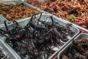 Необычное школьное меню: в Британии решили кормить школьников насекомыми