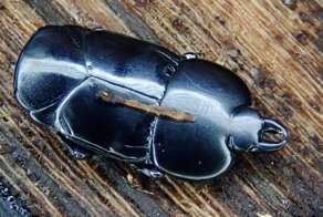 Карапузик-плоскушка: невероятно крепкий, выдерживает огромное давление