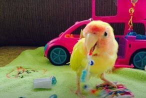 Облысевший попугай по-прежнему остался любимцем хозяйки