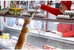 Хозяин мясной лавки угощает бездомных животных вкусняшками