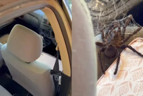 Огромный паук сплёл паутину в салоне авто