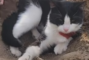 Кот принимает песчаную ванну на пляже