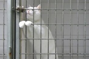 Невероятный побег кота из клетки