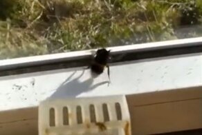 Добрый мужчина спас шмеля от вшей