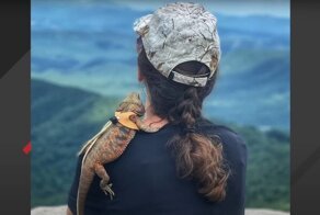 Ящерица, жившая в темном подвале, теперь путешествует по миру