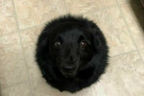 15 фотопричин, почему собаки лучше кошек