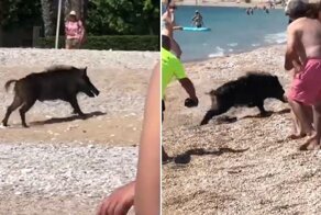 На пляже кабан укусил загоравшую женщину