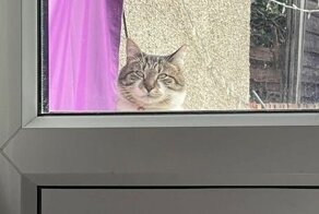 "Это не мой кот!": 20+ котеек, которые неожиданно заявились к людям