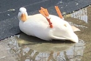 20+ заряжающих позитивом фото с утками