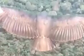 Встреча с любопытным пернатым путешественником