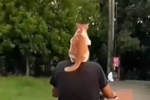 Кот, который обожает кататься на скутере