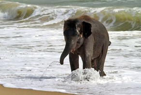 Слоненок спасается от жары (7 фото)