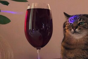 Кот Степан нервно курит в сторонке: кошка, которую можно найти на страницах учебников