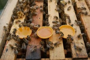 Какой мед выберут пчелы — домашний или магазинный