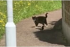 Сорока не даёт коту спокойно идти по улице