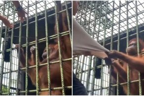 Не стоило провоцировать орангутана