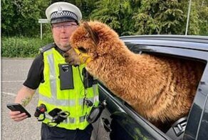 Полицейский удивился, увидев в авто альпаку