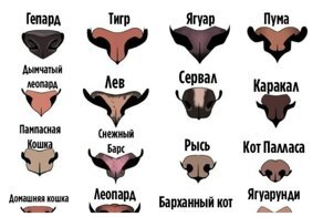 20 важных, нужных и познавательных  шпаргалок, которые могут пригодиться в жизни