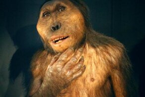 Куда исчезла лохматость: причины редуцирования у людей волосяного покрова