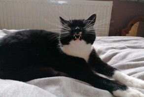 20 смешных фотографий котов, которых подловили во время чихания