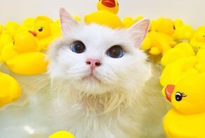 17 котиков, которые нежданно-негаданно сломались и полюбили водные процедуры