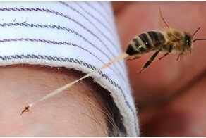 Почему пчёлы умирают, когда ужалят человека