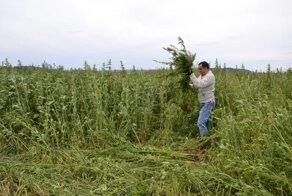 Дома из конопли — будущее российского строительства