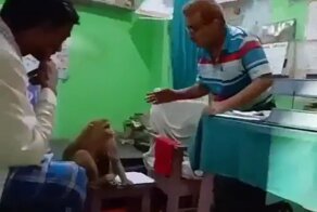 В Индии раненая обезьяна обратилась за помощью в человеческую больницу