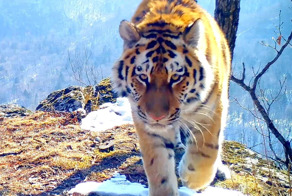 8 видов животных «отметились» в нацпарке «Земли леопарда»