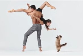 Кошки, которые позируют не хуже, чем профессиональные модели