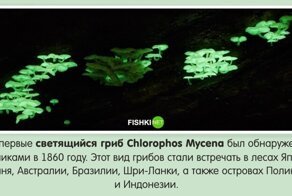 Малоизвестные факты о грибах