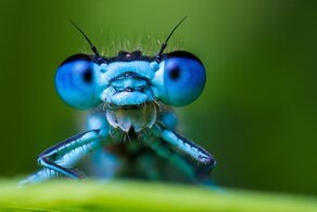Быстрее ветра и некоторых автомобилей: самые быстрые насекомые Земли