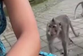 Наглые лесные бандиты пристают к туристке