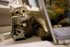 Несмотря на лапки: истории котов, официально трудоустроенных в России
