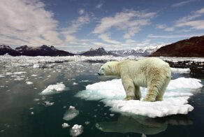 Белые медведи адаптируются к отсутствию снега