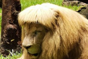 15 уморительных фото животных, которых природа наградила шикарными шевелюрами