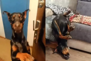 Доберман обещал стать хорошим охранником, но что-то пошло не так