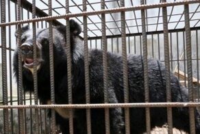 Купленный жительницей Китая «щенок» оказался опасным исчезающим животным