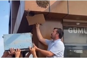 Неудачная операция по переселению пчёл