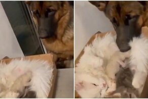 Нянька для маленьких котят