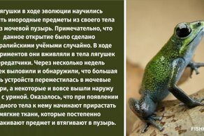 В школе о таком не расскажут: 10 интересных фактов о лягушках