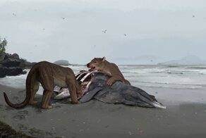 Во Франции нашли останки гигантской медведособаки, которая жила на Земле 12 миллионов лет назад