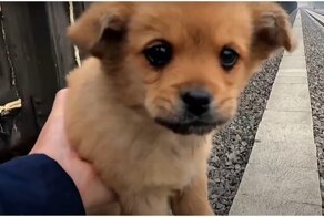 Мужчина накормил и приютил испуганного щенка