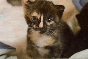 Тогда и сейчас: от крохотного котёнка до взрослого кота