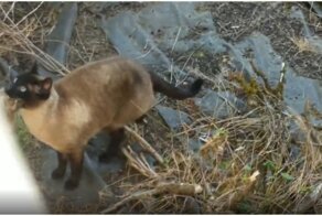 У кота выдался неудачный день