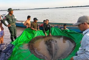 Камбоджийские рыбаки поймали гигантского ската-рекордсмена