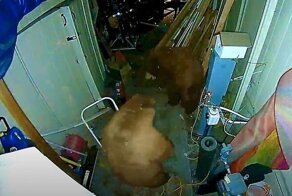 Медведи устроили драку в постройке жительницы Калифорнии