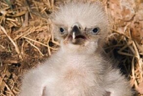 "Гадкие утята": неприглядные птенчики и их взрослые сородичи