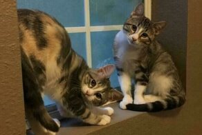 14 фотографий, которые доказывают, что несколько котов лучше, чем один